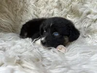 Raspberry Lemonade, a female Australian Shepherd for sale in Wayne, WV – Photo 5 of 9