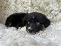 Raspberry Lemonade, a female Australian Shepherd for sale in Wayne, WV – Photo 7 of 9