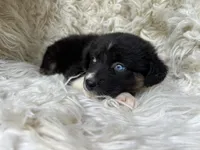 Raspberry Lemonade, a female Australian Shepherd for sale in Wayne, WV – Photo 3 of 9