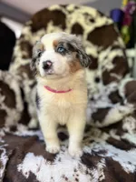 Pink Slush, a female Australian Shepherd for sale in Wayne, WV – 7 of 7