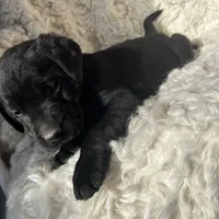 Oaken, a male Labrador Retriever for sale in Wayne, WV – Photo 5 of 5