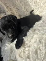 Oaken, a male Labrador Retriever for sale in Wayne, WV – Photo 4 of 4