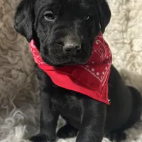 Oaken, a male Labrador Retriever for sale in Wayne, WV – Photo 2 of 5