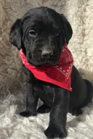 Oaken, a male Labrador Retriever for sale in Wayne, WV – Photo 1 of 4