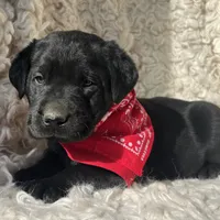 Oaken, a male Labrador Retriever for sale in Wayne, WV – Photo 3 of 5