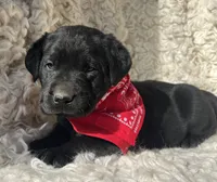 Oaken, a male Labrador Retriever for sale in Wayne, WV – Photo 2 of 4