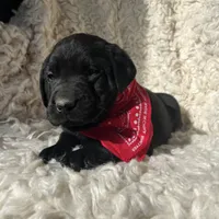 Oaken, a male Labrador Retriever for sale in Wayne, WV – Photo 4 of 5