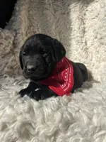 Oaken, a male Labrador Retriever for sale in Wayne, WV – Photo 3 of 4