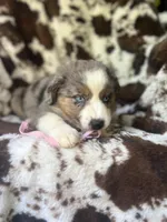 Sherbet Swirl, a female Australian Shepherd for sale in Wayne, WV – 7 of 9