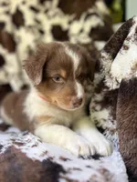 Cotton Candy, a male Australian Shepherd for sale in Wayne, WV – 4 of 7
