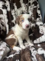 Dream Float, a male Australian Shepherd for sale in Wayne, WV – 4 of 8
