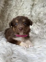 Kiwi Lemonade, a female Australian Shepherd for sale in Wayne, WV – Photo 3 of 8