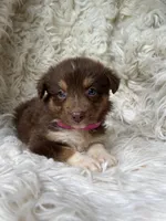 Kiwi Lemonade, a female Australian Shepherd for sale in Wayne, WV – Photo 5 of 8