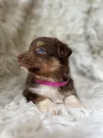 Kiwi Lemonade, a female Australian Shepherd for sale in Wayne, WV – Photo 4 of 8