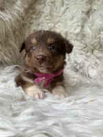 Kiwi Lemonade, a female Australian Shepherd for sale in Wayne, WV – Photo 6 of 8