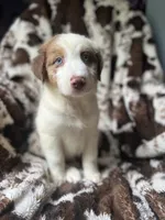 Dream Float, a male Australian Shepherd for sale in Wayne, WV – 6 of 8