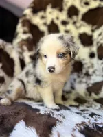 Breezeberry, a female Australian Shepherd for sale in Wayne, WV – 3 of 8