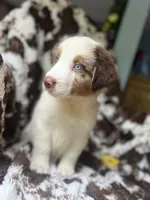 Cherry Slush, a male Australian Shepherd for sale in Wayne, WV – 3 of 9