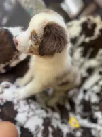 Cherry Slush, a male Australian Shepherd for sale in Wayne, WV – 2 of 9