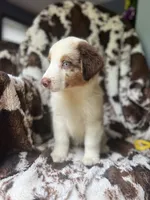 Cherry Slush, a male Australian Shepherd for sale in Wayne, WV – 8 of 9
