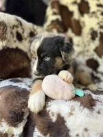 Witch's Brew, a female Australian Shepherd for sale in Wayne, WV – 5 of 6
