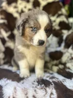 Sherbet Swirl, a female Australian Shepherd for sale in Wayne, WV – 4 of 9