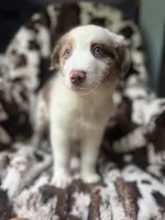 Dream Float, a male Australian Shepherd for sale in Wayne, WV – 2 of 8