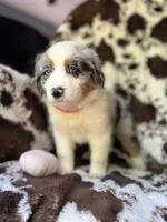 Pink Slush, a female Australian Shepherd for sale in Wayne, WV – 3 of 7