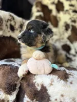 Witch's Brew, a female Australian Shepherd for sale in Wayne, WV – 4 of 6