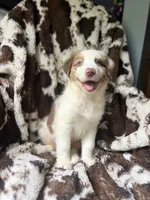 Dream Float, a male Australian Shepherd for sale in Wayne, WV – 1 of 8