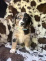 Witch's Brew, a female Australian Shepherd for sale in Wayne, WV – 2 of 6