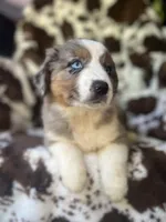 Sherbet Swirl, a female Australian Shepherd for sale in Wayne, WV – 2 of 9