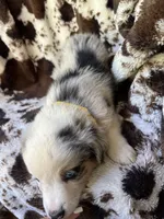Breezeberry, a female Australian Shepherd for sale in Wayne, WV – 6 of 8