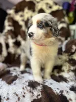 Pink Slush, a female Australian Shepherd for sale in Wayne, WV – 4 of 7