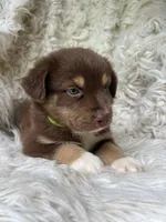 Watermelon Lemonade, a male Australian Shepherd for sale in Wayne, WV – Photo 7 of 10