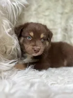 Watermelon Lemonade, a male Australian Shepherd for sale in Wayne, WV – Photo 3 of 10