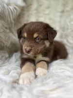 Watermelon Lemonade, a male Australian Shepherd for sale in Wayne, WV – Photo 6 of 10