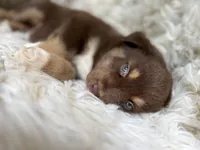 Watermelon Lemonade, a male Australian Shepherd for sale in Wayne, WV – Photo 4 of 10