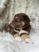 Watermelon Lemonade, a male Australian Shepherd for sale in Wayne, WV – Photo 5 of 10