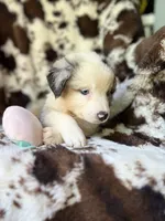 Breezeberry, a female Australian Shepherd for sale in Wayne, WV – 4 of 8