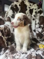 Cherry Slush, a male Australian Shepherd for sale in Wayne, WV – 9 of 9