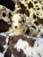 Breezeberry, a female Australian Shepherd for sale in Wayne, WV – 5 of 8