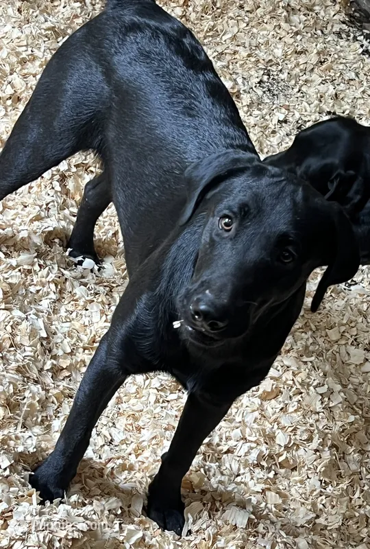 Honeymaren – Labrador Retriever puppy for sale in Wayne, WV
