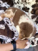 Cotton Candy, a male Australian Shepherd for sale in Wayne, WV – 5 of 7
