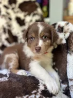 Cotton Candy, a male Australian Shepherd for sale in Wayne, WV – 2 of 7