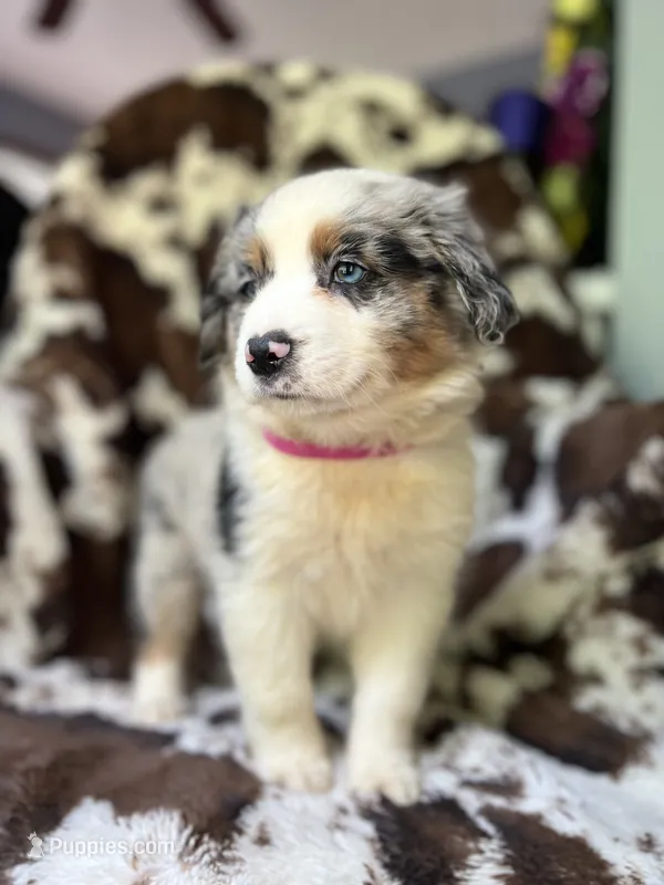 Pink Slush – Australian Shepherd puppy for sale in Wayne, WV