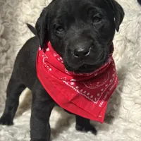 Ryder, a male Labrador Retriever for sale in Wayne, WV – Photo 2 of 3