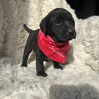 Ryder, a male Labrador Retriever for sale in Wayne, WV – Photo 3 of 3