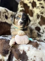 Witch's Brew, a female Australian Shepherd for sale in Wayne, WV – 1 of 6