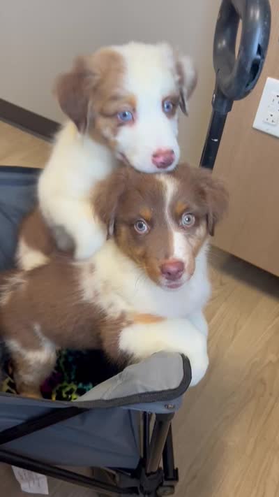 Dream Float, a male Australian Shepherd for sale in Wayne, WV – 8 of 8
